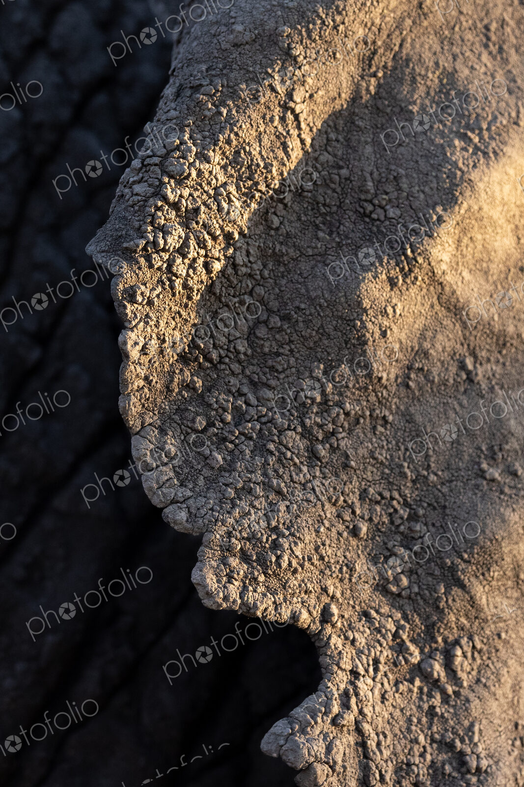Close-up of an elephants ear, Loxodonta africana.