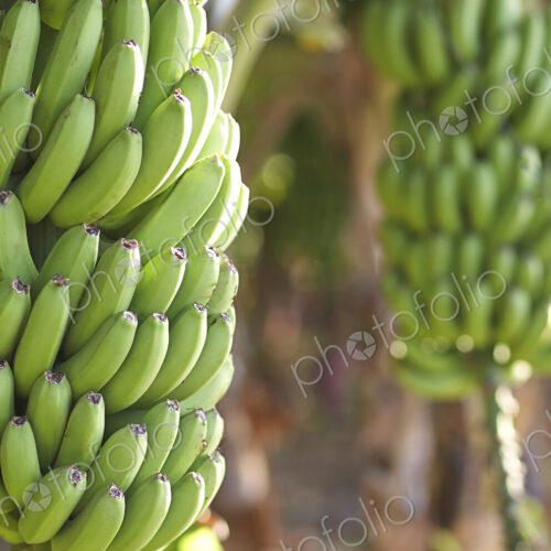 Close up of bananas growing on tree