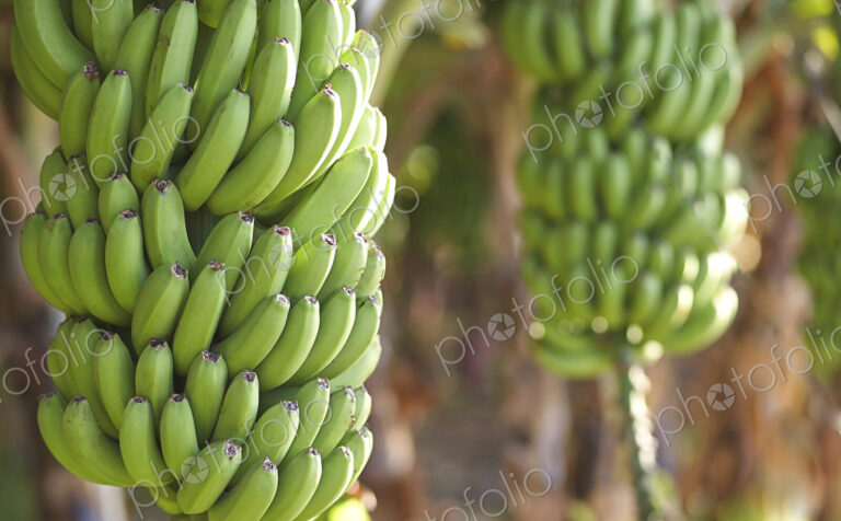 Close up of bananas growing on tree