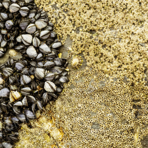 Close up of barnacles and small mussels on the rocks on a beach.