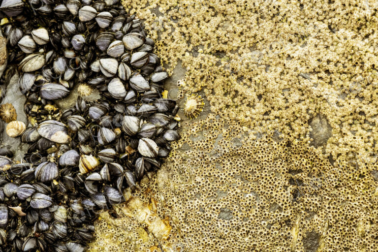 Close up of barnacles and small mussels on the rocks on a beach.