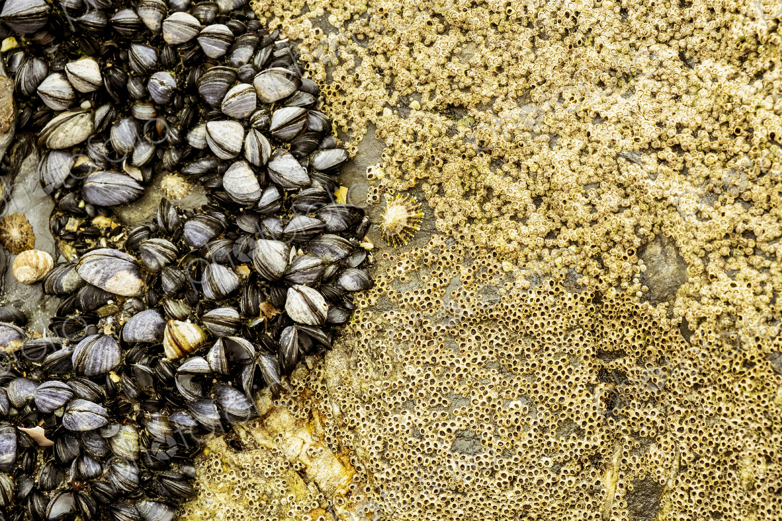 Close up of barnacles and small mussels on the rocks on a beach.