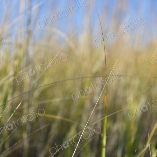 Close up of beach grasses along coast, Long Beach Peninsula.