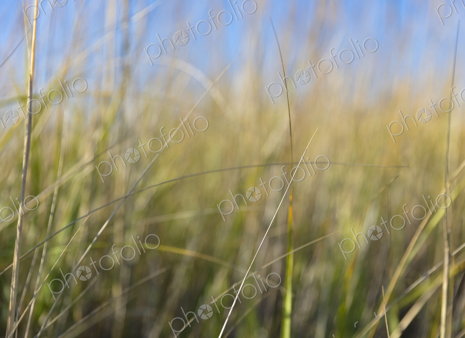 Close up of beach grasses along coast, Long Beach Peninsula.