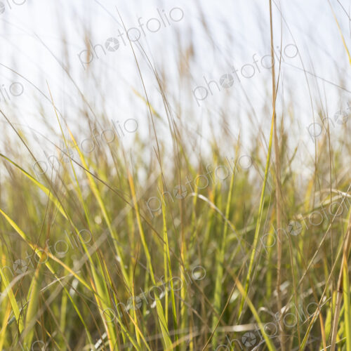 Close up of beach grasses along coast, Long Beach Peninsula.