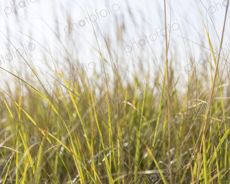 Close up of beach grasses along coast, Long Beach Peninsula.
