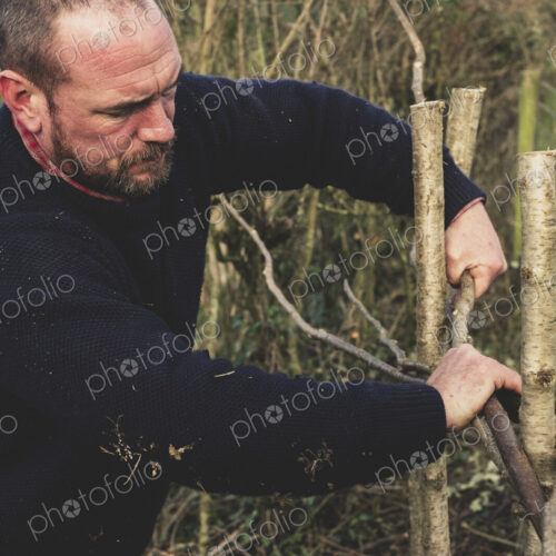 Close up of bearded man building a traditional hedge. Close up of bearded man building a traditional hedge.