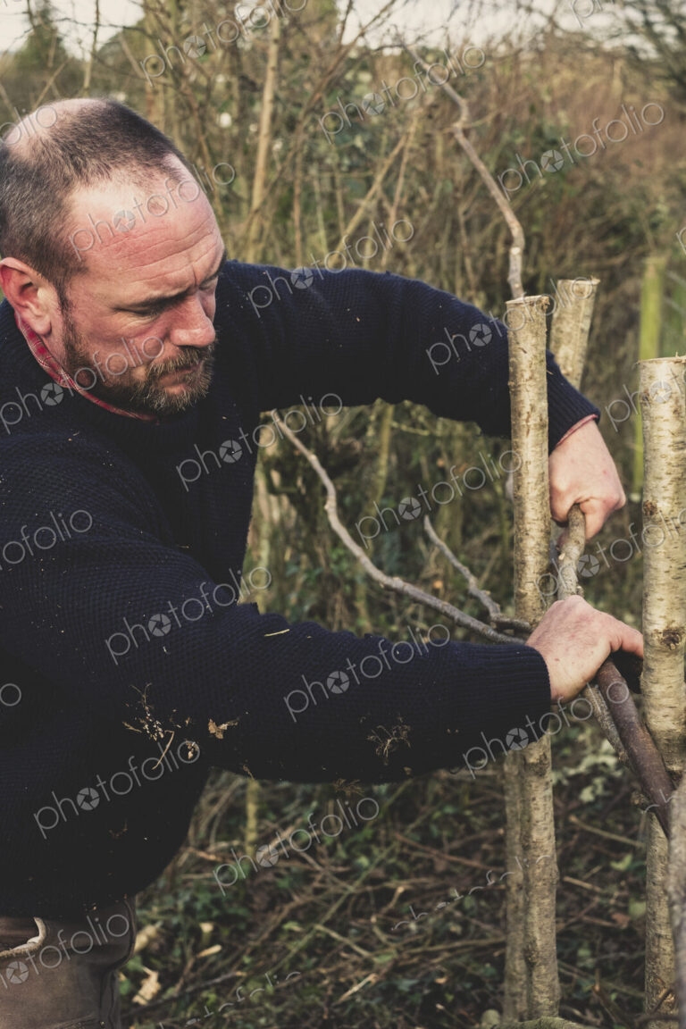 Close up of bearded man building a traditional hedge.