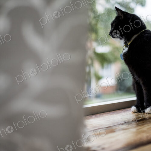 Close up of black cat sitting on window sill behind white curtain, looking through window.