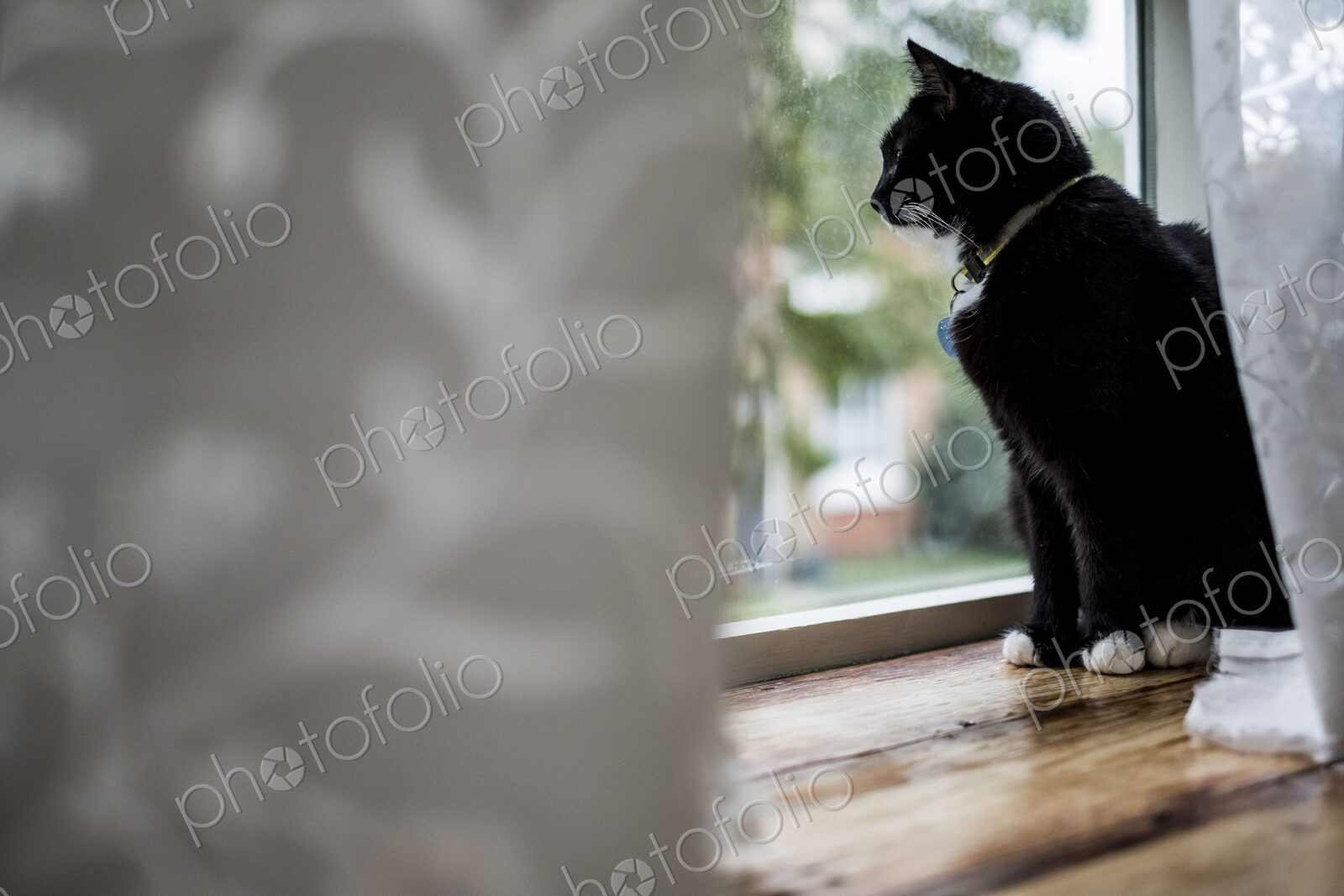 Close up of black cat sitting on window sill behind white curtain, looking through window.