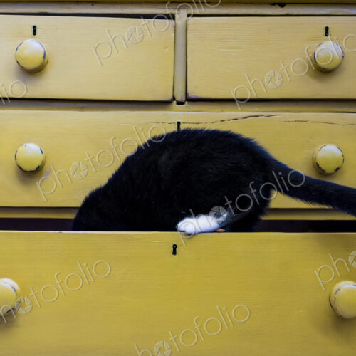 Close up of black cat with white paw in drawer of a yellow chest of drawers.