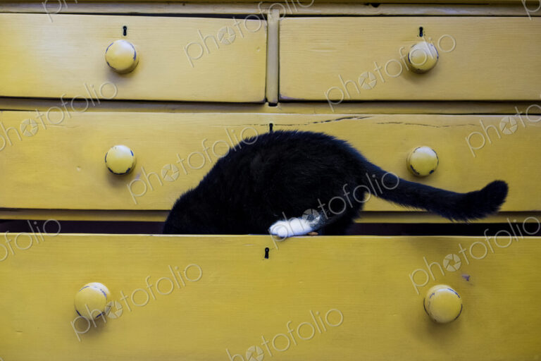 Close up of black cat with white paw in drawer of a yellow chest of drawers.