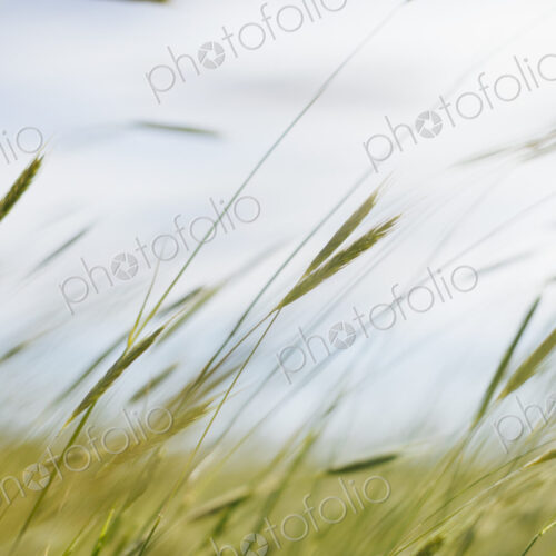 Close up of blades of wheat grass Close up of blades of wheat grass