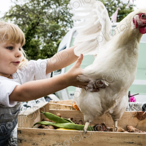 Close up of blond girl holding white chicken flapping it's wings. Close up of blond girl holding white chicken flapping it's wings.
