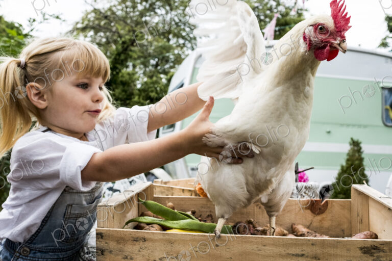 Close up of blond girl holding white chicken flapping it's wings.