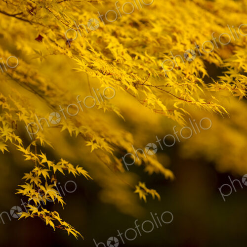 Close up of branch of Japanese Maple tree with vibrant golden leaves. Close up of branch of Japanese Maple tree with vibrant golden leaves.