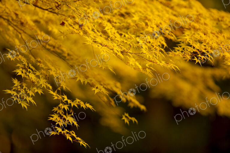 Close up of branch of Japanese Maple tree with vibrant golden leaves.
