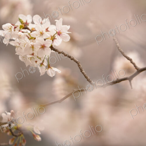 Close up of branch of white Japanese Cherry Blossoms. Close up of branch of white Japanese Cherry Blossoms.