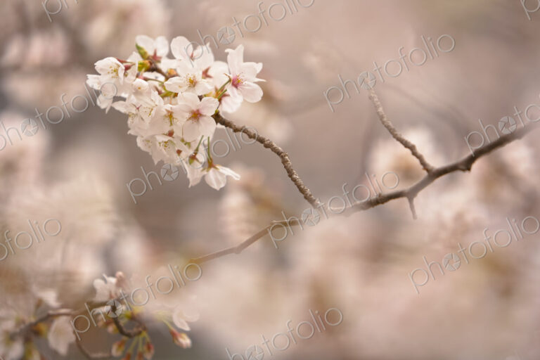Close up of branch of white Japanese Cherry Blossoms.