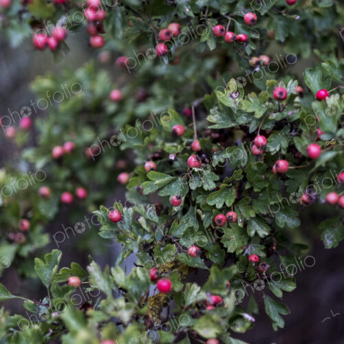 Close up of branch with green leaves and red berries.