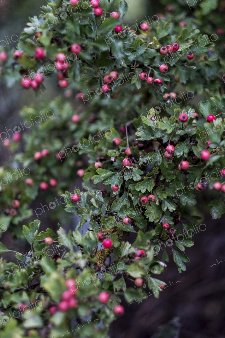 Close up of branch with green leaves and red berries.