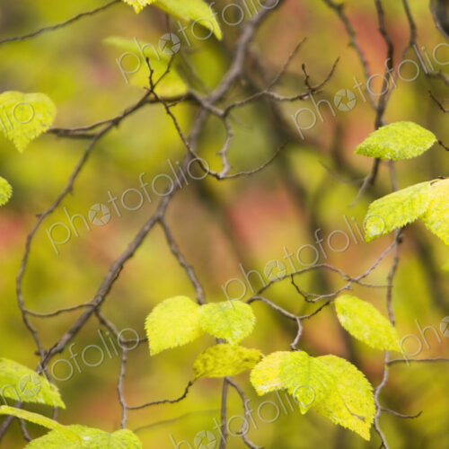 Close-up of bright green leaves on a branch in the Canyon de Chelly National Monument…