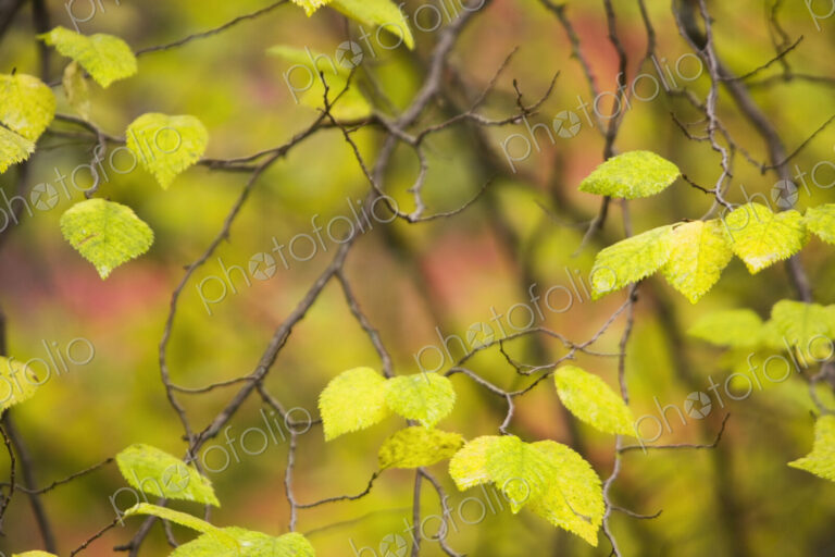 Close-up of bright green leaves on a branch in the Canyon de Chelly National Monument…