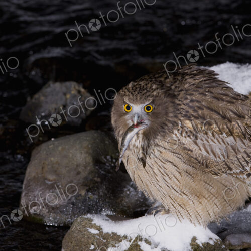 Close up of brown Blakiston's fish owl, Bubo blakistoni, perching on snow-covered… Close up of brown Blakiston's fish owl, Bubo blakistoni, perching on snow-covered…