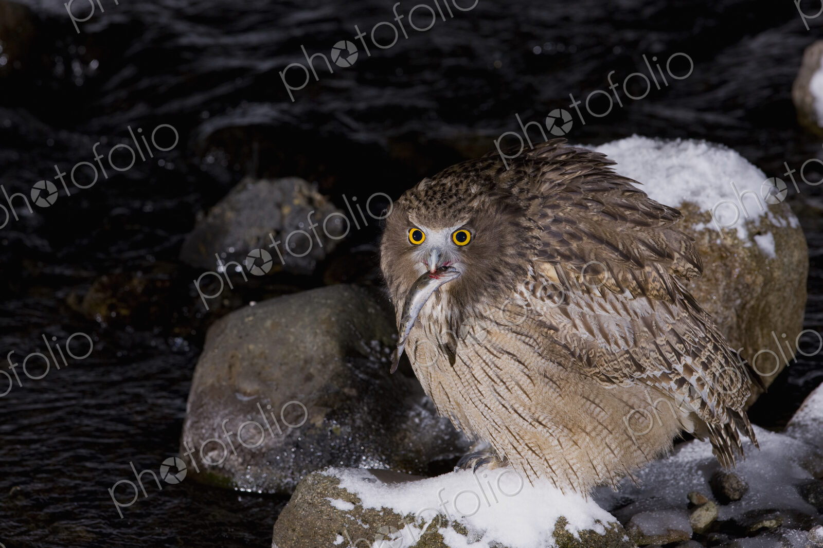Close up of brown Blakiston’s fish owl, Bubo blakistoni, perching on snow-covered…