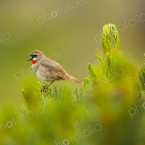 Close up of brown Siberian Rubythroat, Calliope calliope perching on plant. Close up of brown Siberian Rubythroat, Calliope calliope perching on plant.