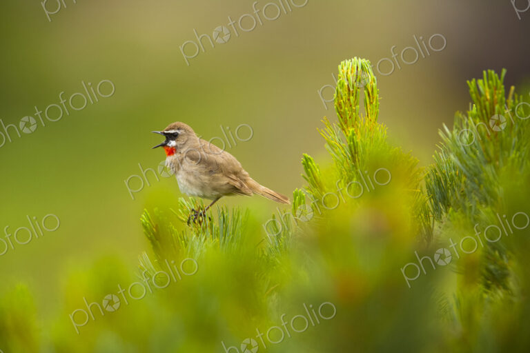 Close up of brown Siberian Rubythroat, Calliope calliope perching on plant.