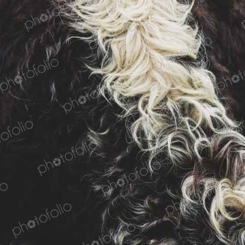 Close up of brown and white hide of an English Longhorn cow. Close up of brown and white hide of an English Longhorn cow.