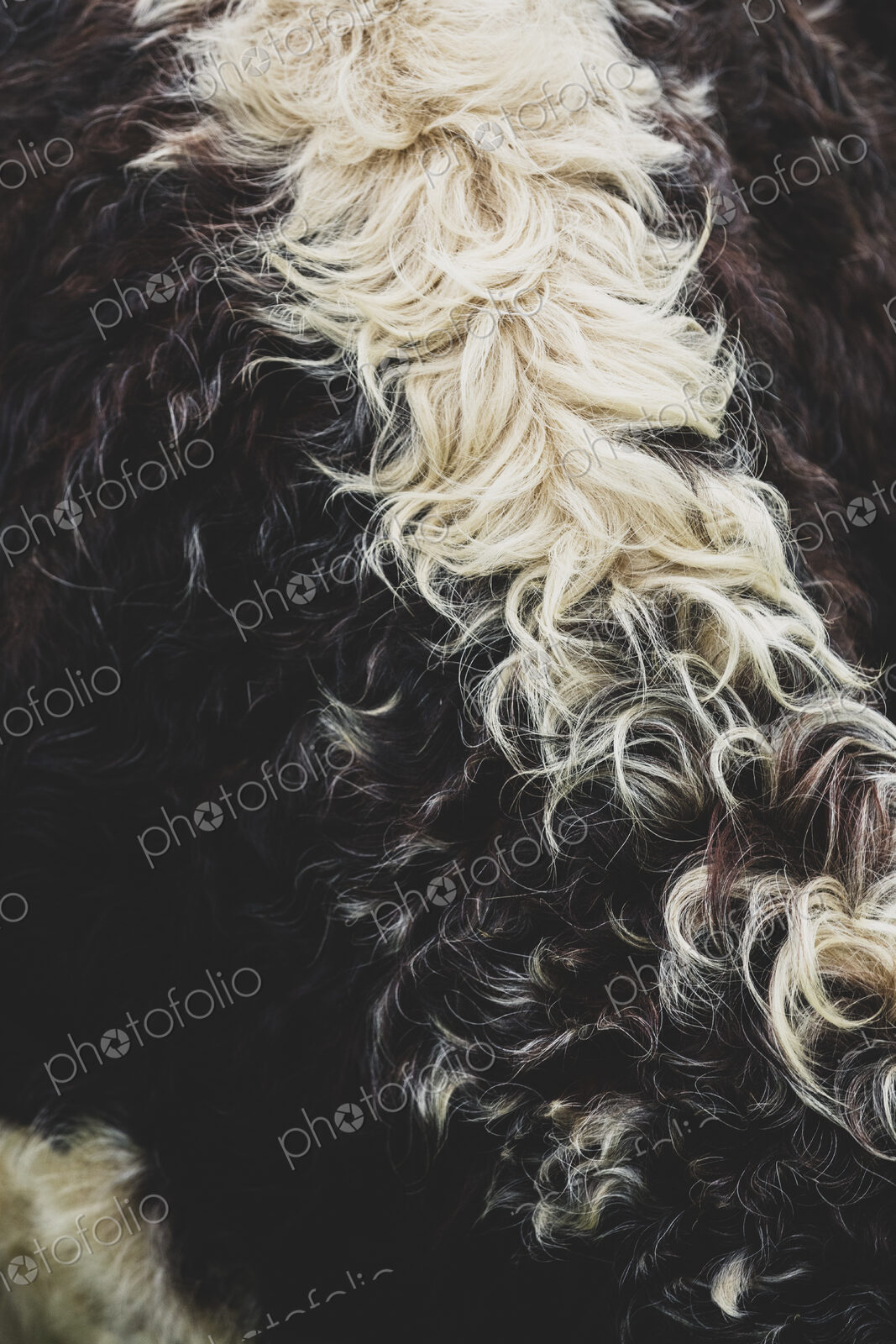 Close up of brown and white hide of an English Longhorn cow.