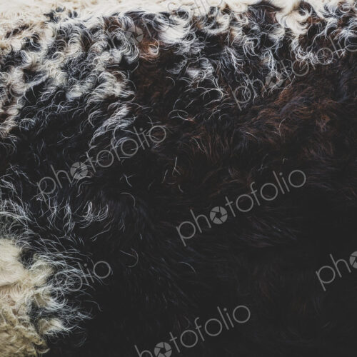 Close up of brown and white hide of an English Longhorn cow. Close up of brown and white hide of an English Longhorn cow.