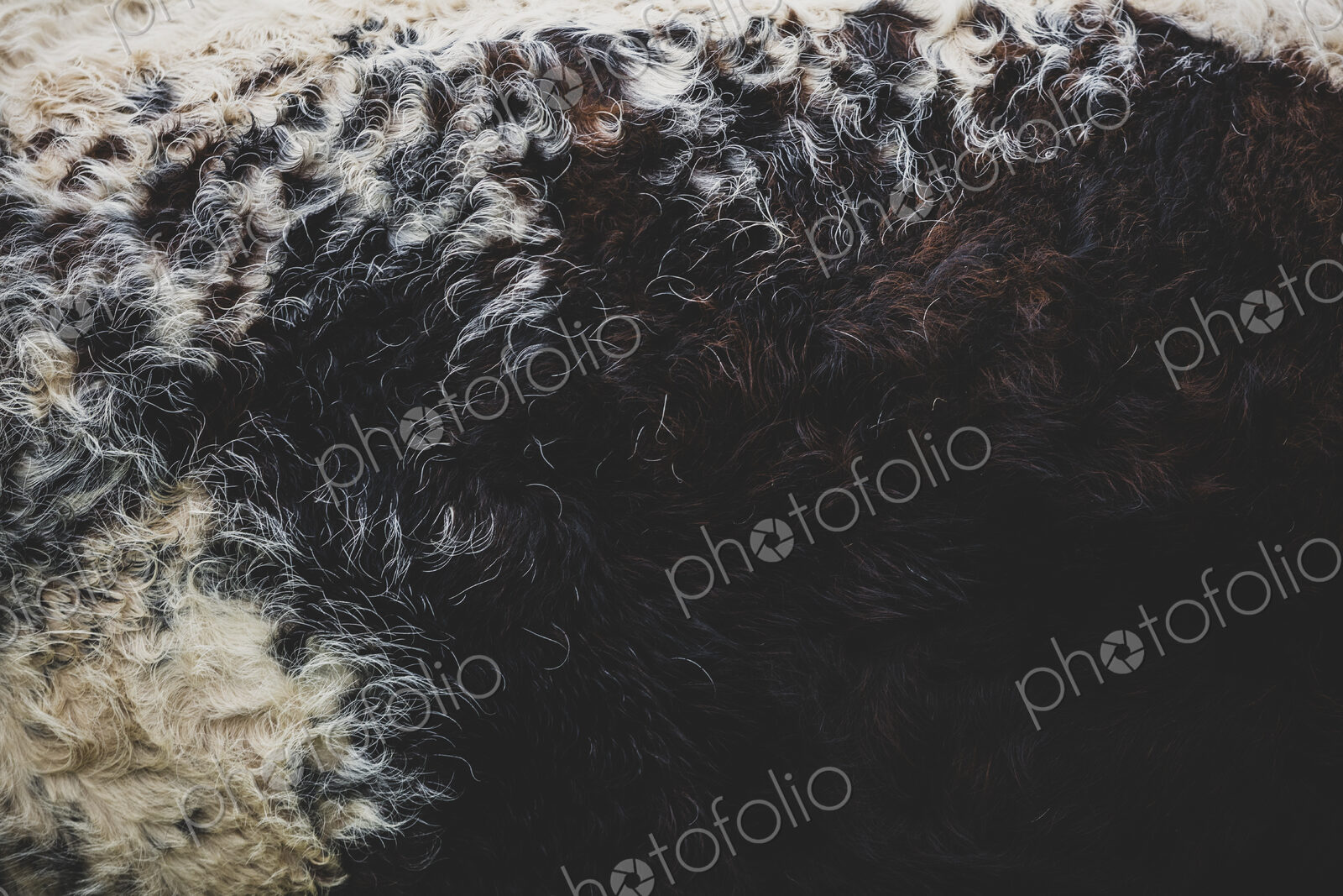 Close up of brown and white hide of an English Longhorn cow.