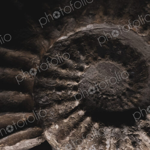 Close up of brown, fossilized nautilus spiral ridged shape in stone, a fossil relief. Close up of brown, fossilized nautilus spiral ridged shape in stone, a fossil relief.