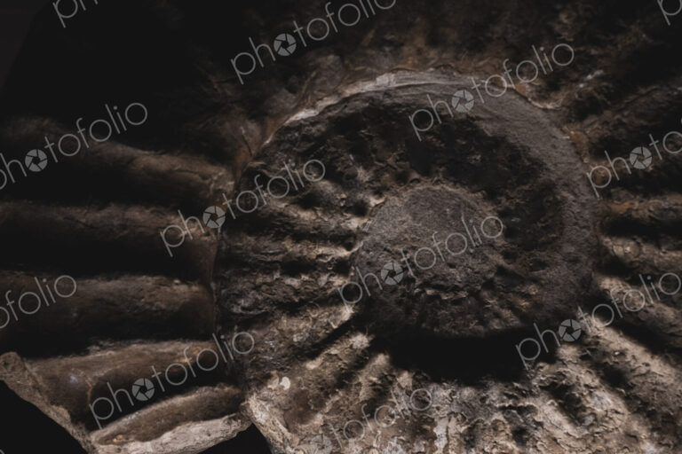 Close up of brown, fossilized nautilus spiral ridged shape in stone, a fossil relief.
