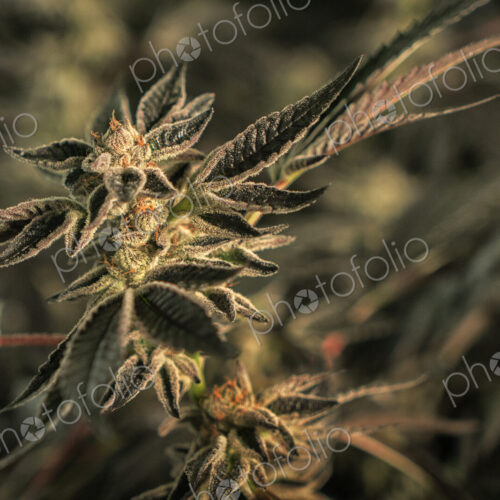 Close up of cannabis plant and leaves, Cannabaceae, being grown commercially. Close up of cannabis plant and leaves, Cannabaceae, being grown commercially.