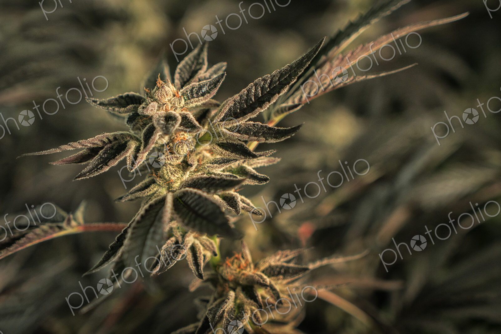 Close up of cannabis plant and leaves, Cannabaceae, being grown commercially.