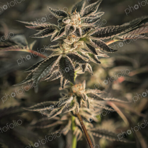Close up of cannabis plant and leaves, Cannabaceae, being grown commercially.