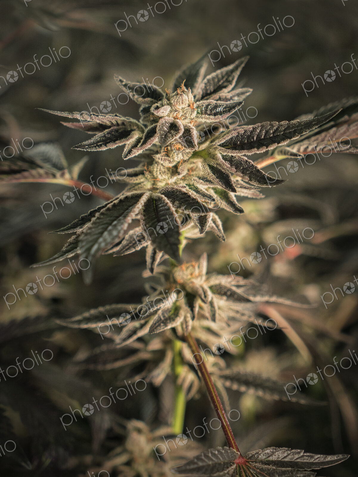 Close up of cannabis plant and leaves, Cannabaceae, being grown commercially.