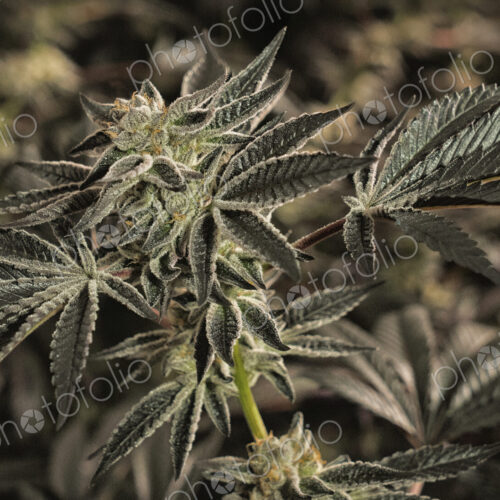 Close up of cannabis plant and leaves, Cannabaceae, being grown commercially.