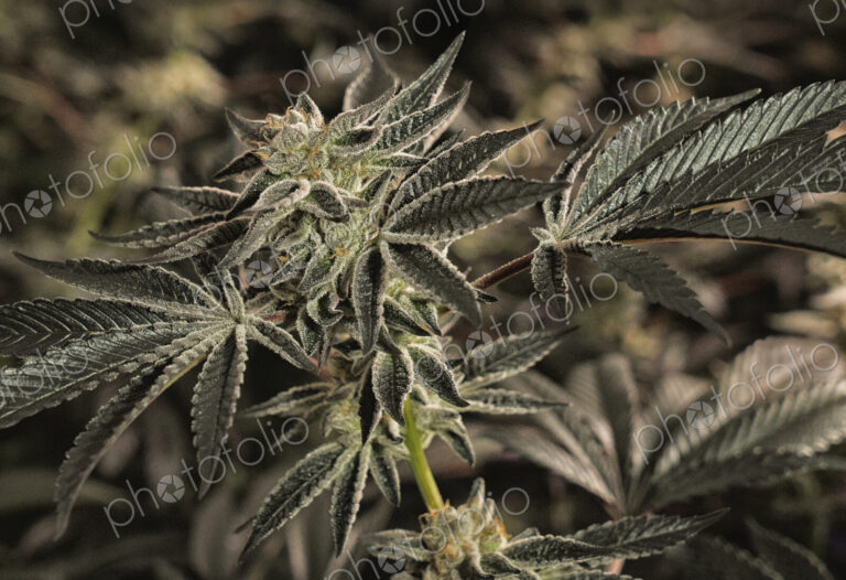 Close up of cannabis plant and leaves, Cannabaceae, being grown commercially.