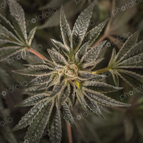 Close up of cannabis plant and leaves, Cannabaceae, being grown commercially.