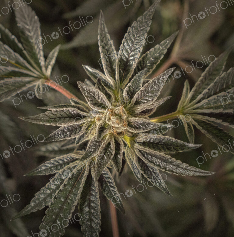 Close up of cannabis plant and leaves, Cannabaceae, being grown commercially.