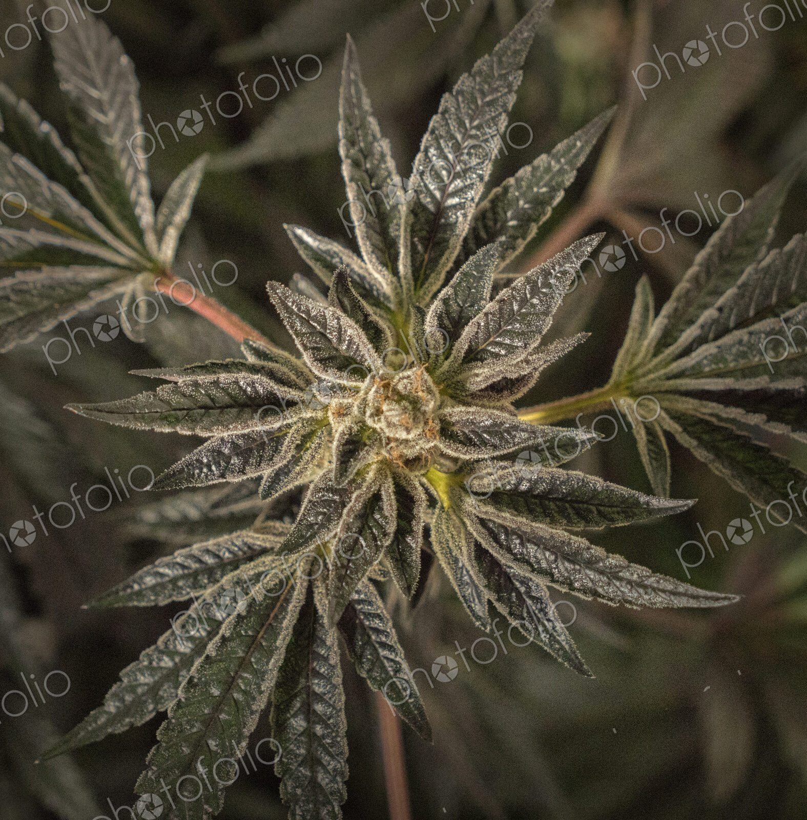 Close up of cannabis plant and leaves, Cannabaceae, being grown commercially.