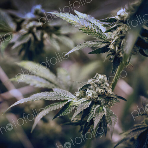 Close up of cannabis plant and leaves, Cannabaceae, being grown commercially.