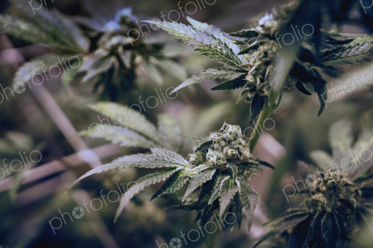 Close up of cannabis plant and leaves, Cannabaceae, being grown commercially.