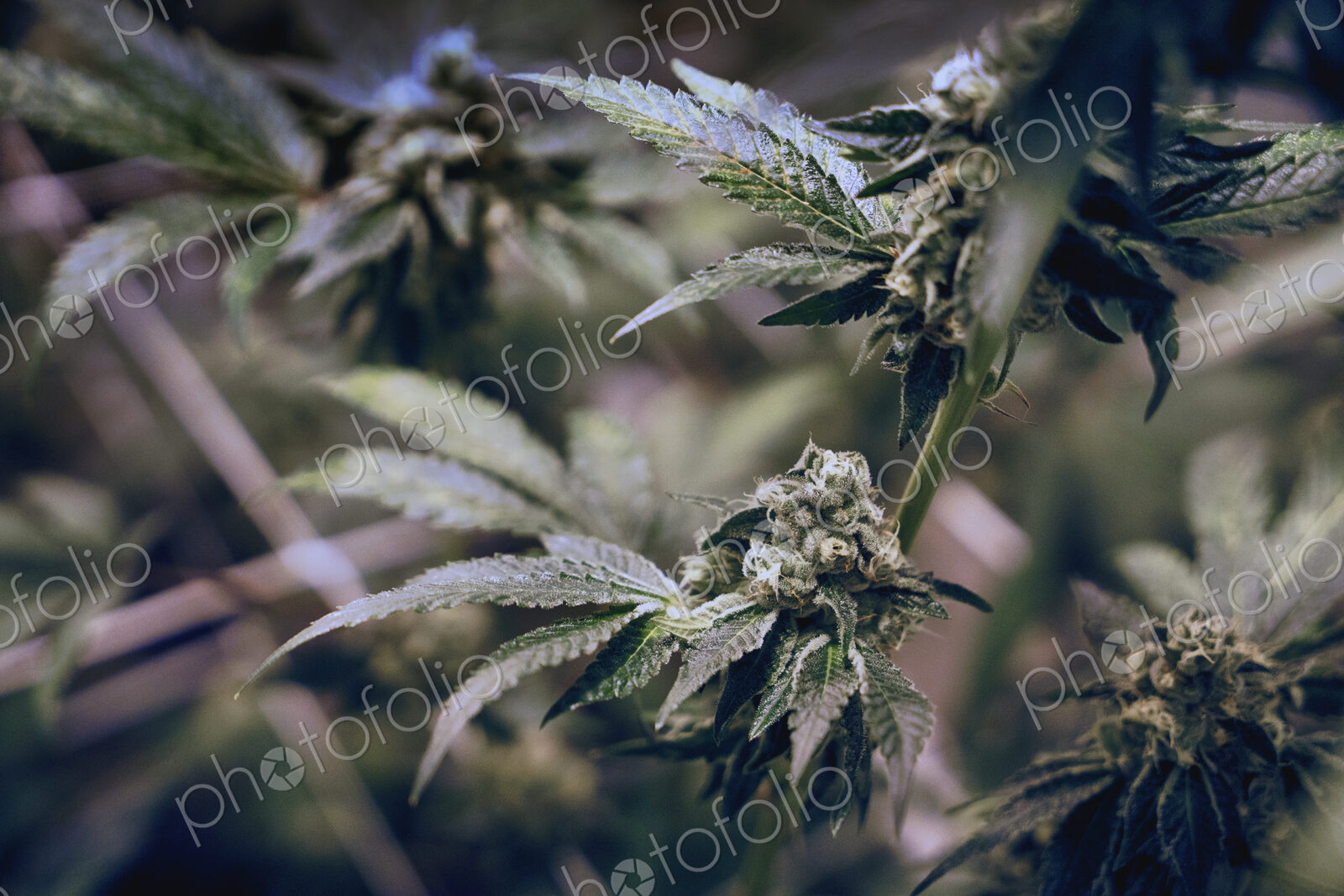 Close up of cannabis plant and leaves, Cannabaceae, being grown commercially.