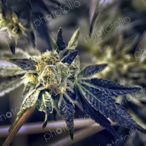 Close up of cannabis plant and leaves, Cannabaceae, being grown commercially. Close up of cannabis plant and leaves, Cannabaceae, being grown commercially.